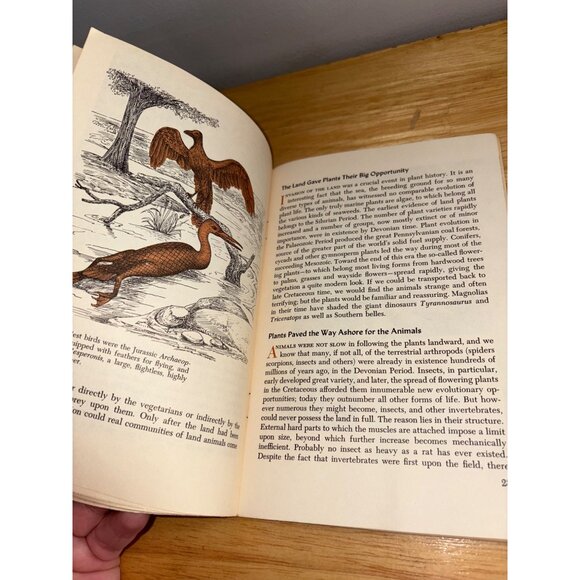 Prehistoric Life Bryan Patterson 1965 National Audubon Society Nature Program - Picture 9 of 10